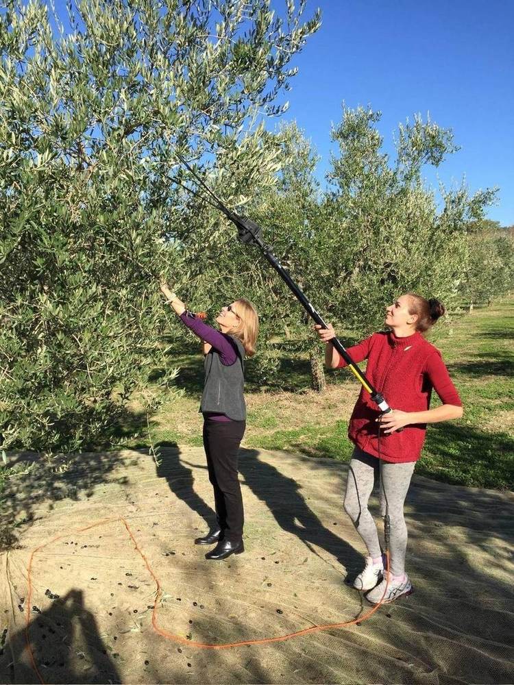 Il Bel Cuore family harvest