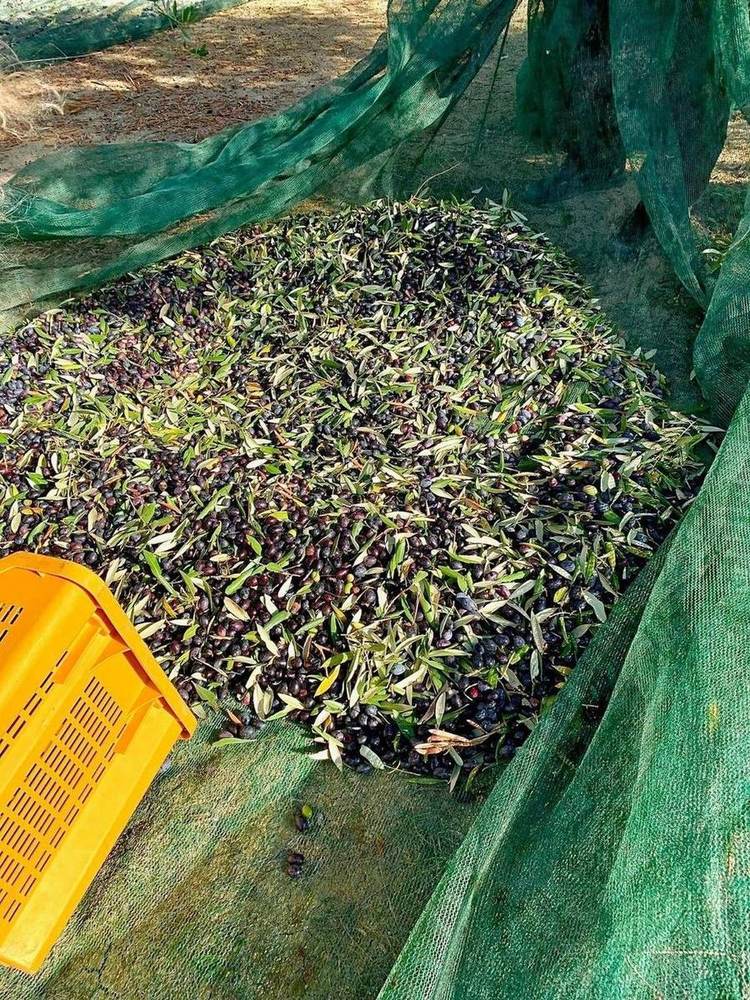 Olives gathered on a harvest net