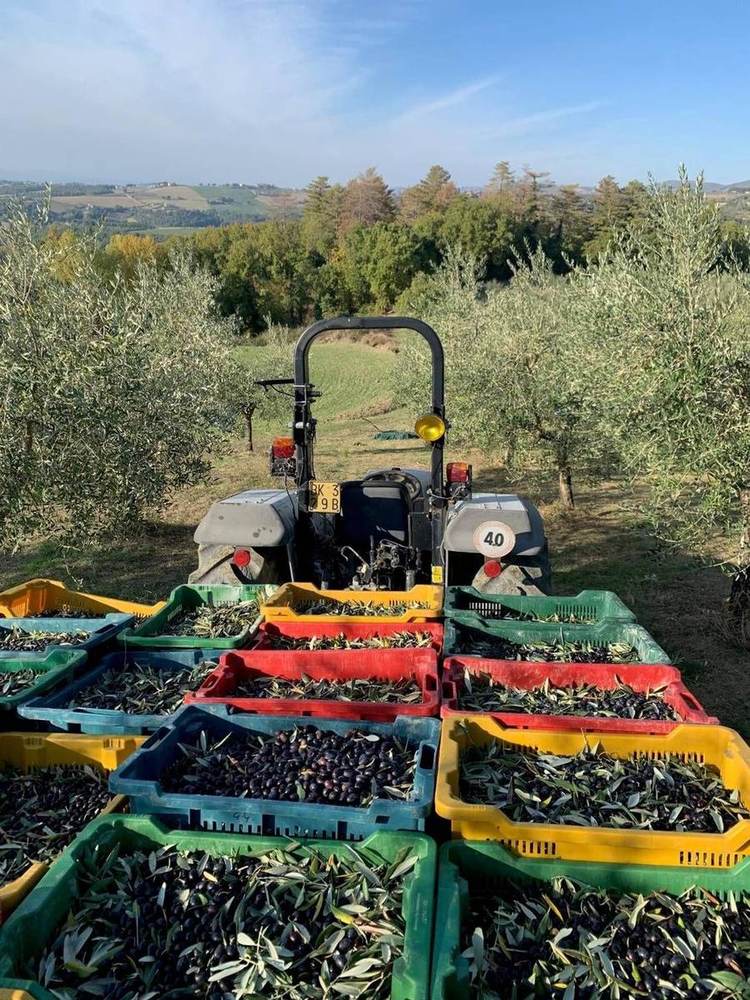Freshly harvested olives ready for the mill