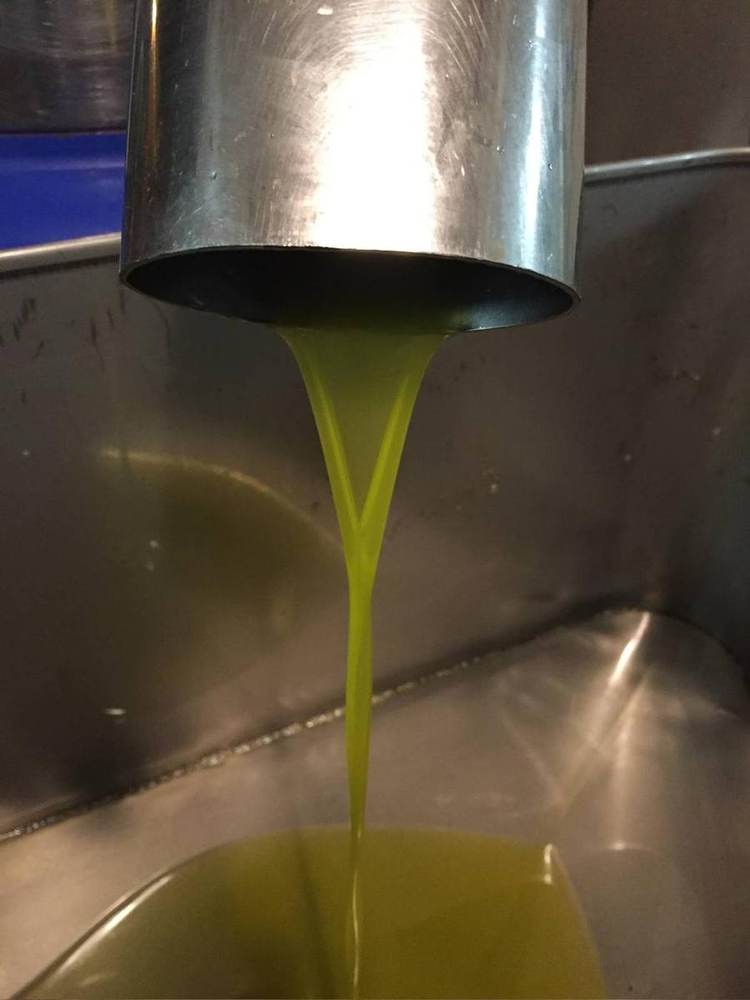 Fresh olive oil at the mill